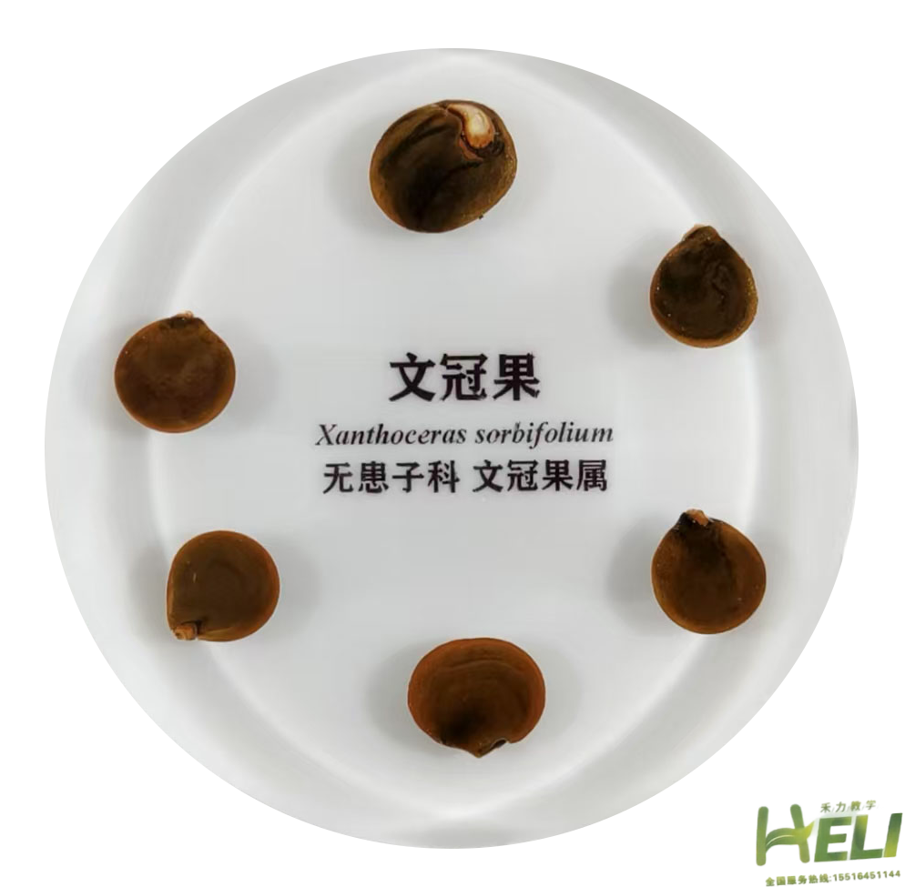 包埋標本   文冠果